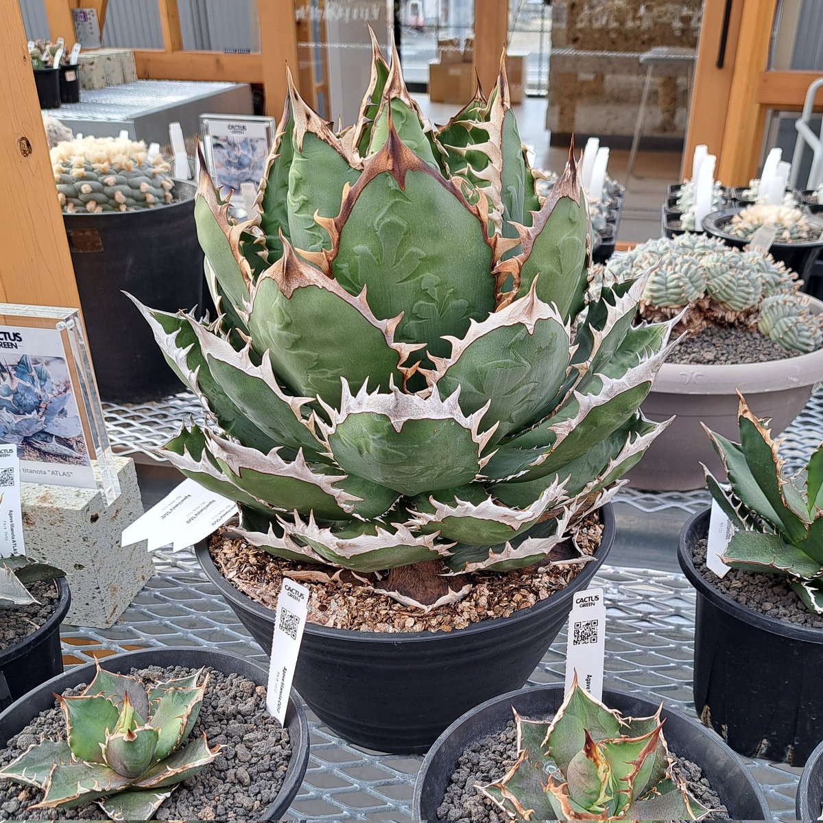 カクタスグリーン - Search / X