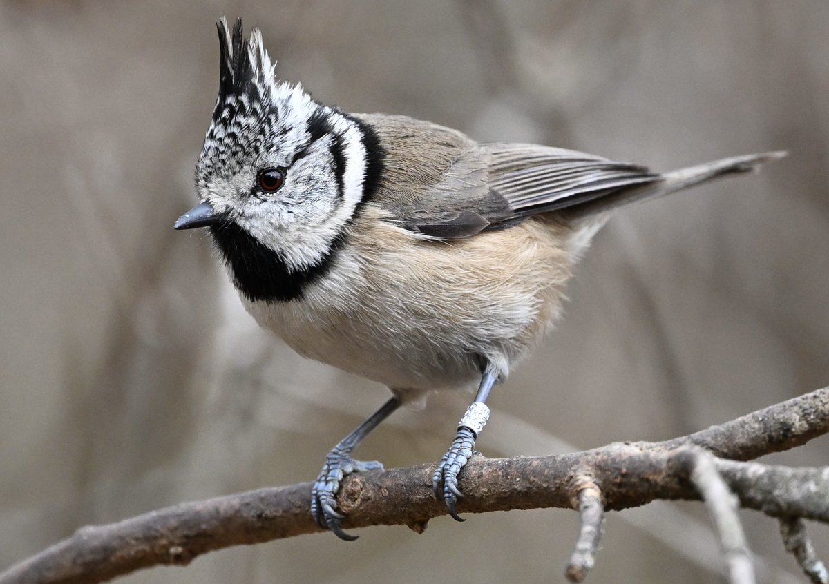 Mallerenga emplomallada (Lophophanes cristatus). 
#lophophanescristatus #lophophanes_cristarus #mallerengaemplomallada #mallerenga_emplomallada #crestedtit
#crested_tit #europeancrestedtit #european_crested_tit #herrerillocapuchino #herrerillo_capuchino 
20240121 Sant Gregori.