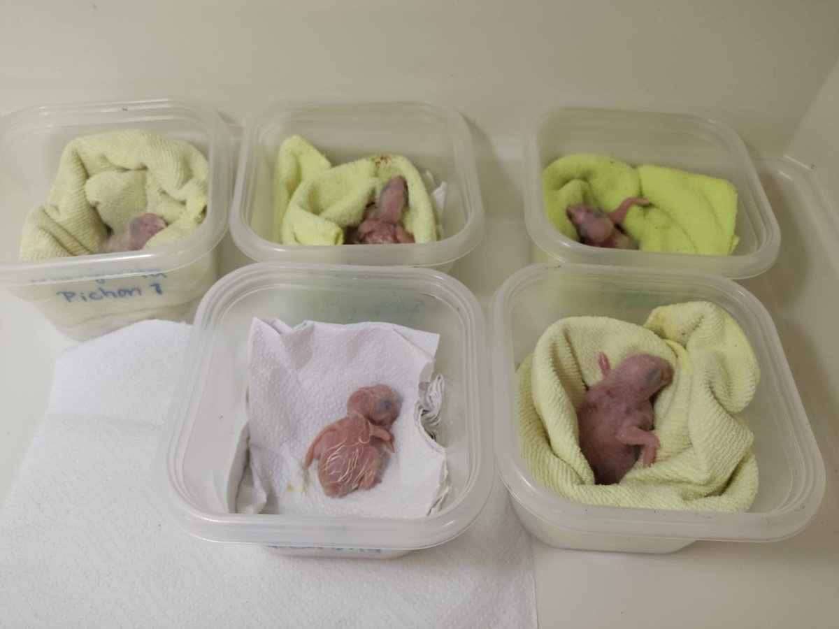 Our field lab is becoming populated with adorable macaw chicks! Before long, the vibrant red hues of these beautiful birds will fill the air with their lively chatter in Laguna del Tigre National Park, Guatemala