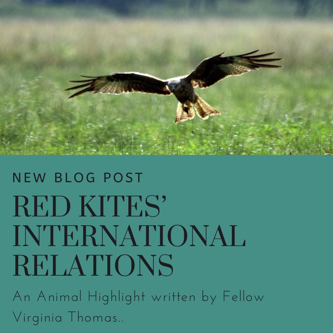 In this blog post, Animal Turn Fellow Virginia Thomas writes about red kites and how their conservation has been tied up with extensive international relations. Read more here (the link is also in the bio): theanimalturnpodcast.com/post/red-kites… #TheAnimalHighlight #Conservation #redkites