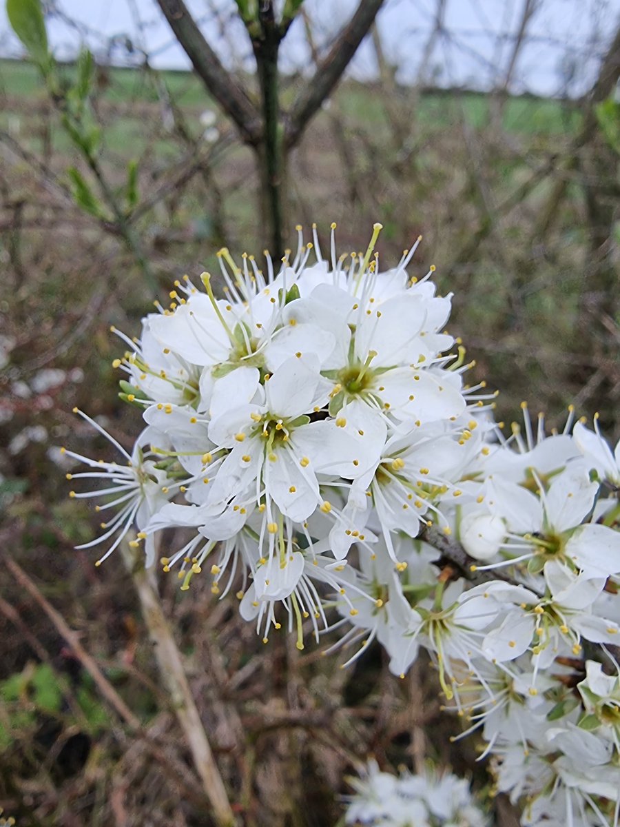 A grey day with soft rain for most of today's stroll and #litter pick. Maganey bridge to Levitstown lock. Early dog-violet & Blackthorn. Its always a good day when I get out walking. #LeaveNoTrace #lovewhereyoulive #pawsonplastic #RiverBarrow