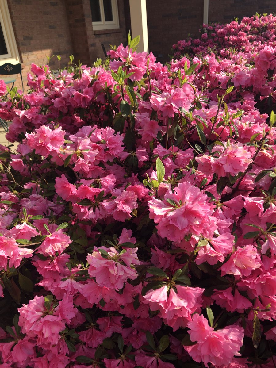 My azaleas are in full bloom