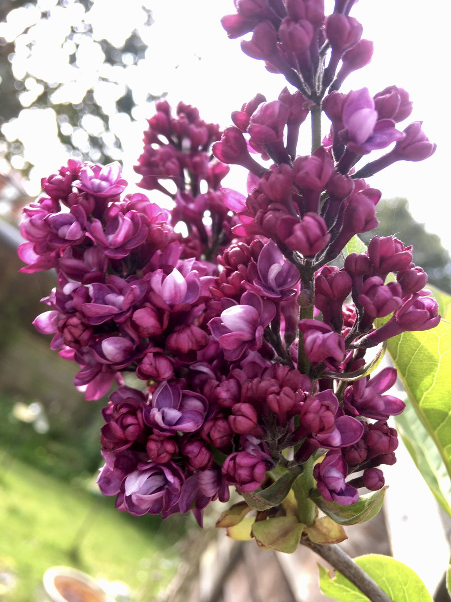 FloralRainbowAW's tweet photo. For #AlphabetChallenge #WeekL we have Lily, Lilac, Lily of the valley & Lords and Ladies 😀🌸🍃 https://t.co/uxQJCcqVSg