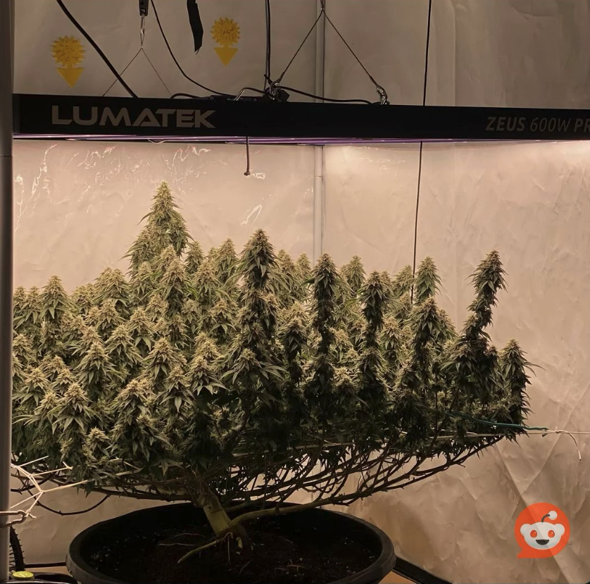 1 von 3 Pflanzen im Eigenanbau...  😅 
#CanG #weedmob #KeinVermittlungsausschuss