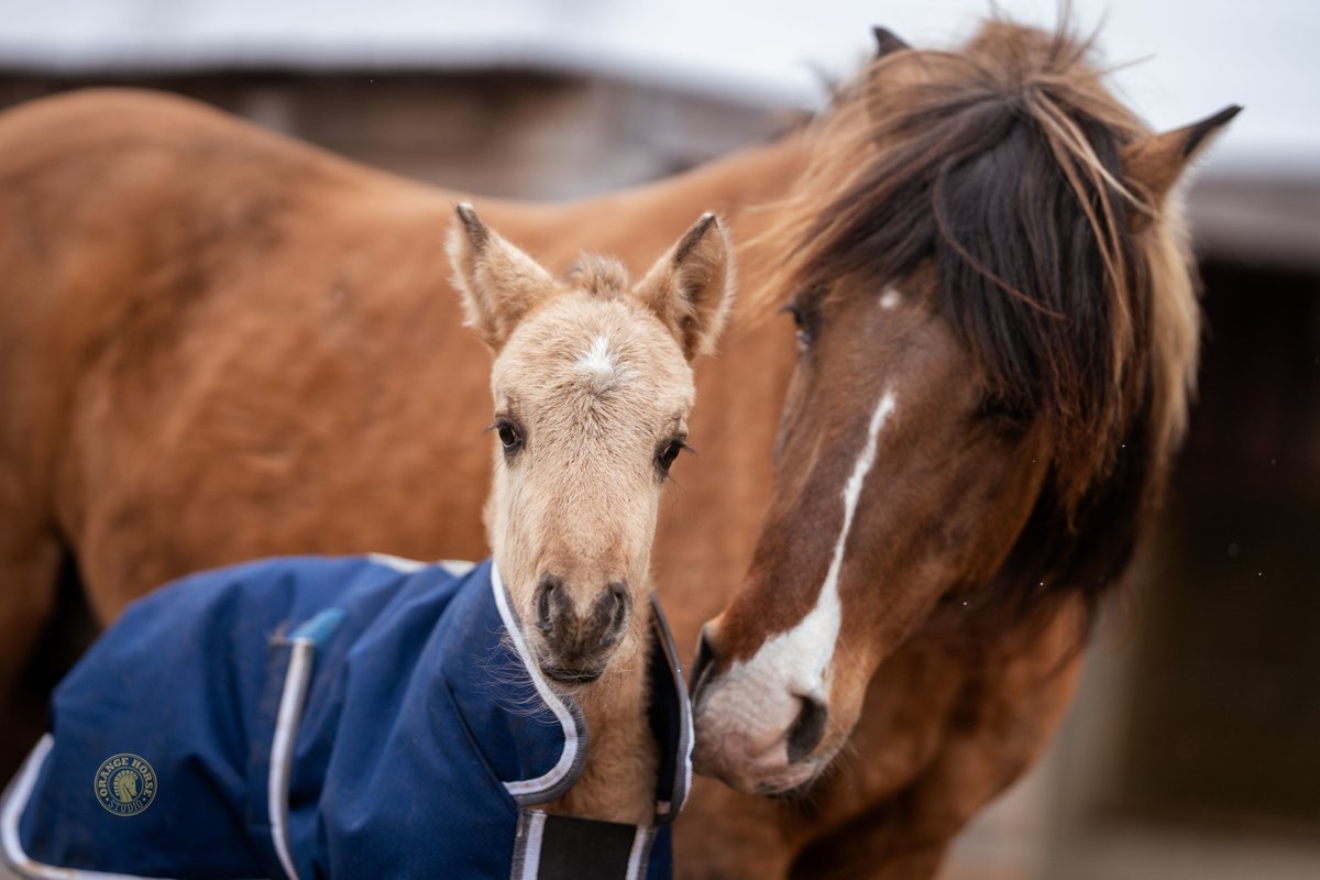 🙏Thank you @OttawaMorning host #RobynBresnahan and reporter #AmandaPutz! So much 🧡 for ASEMAA (Tobacco), our newest addition to the #Ojibwe Spirit Horse herd at #MādahòkìFarm. 🎧 Listen to the interview here: cbc.ca/listen/live-ra… Photo: Courtesy #OrangeHorseStudio