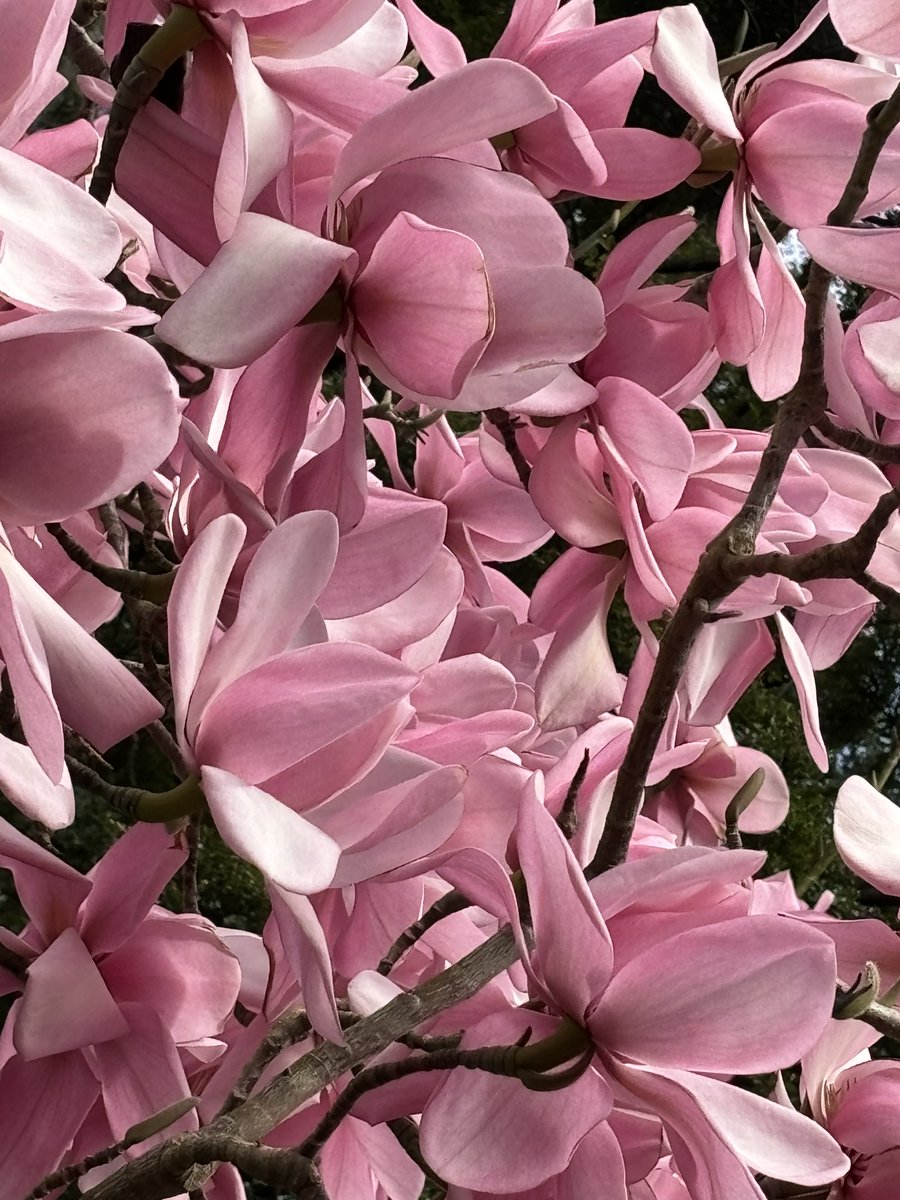 Botanical gardens. #edinburgh #spring