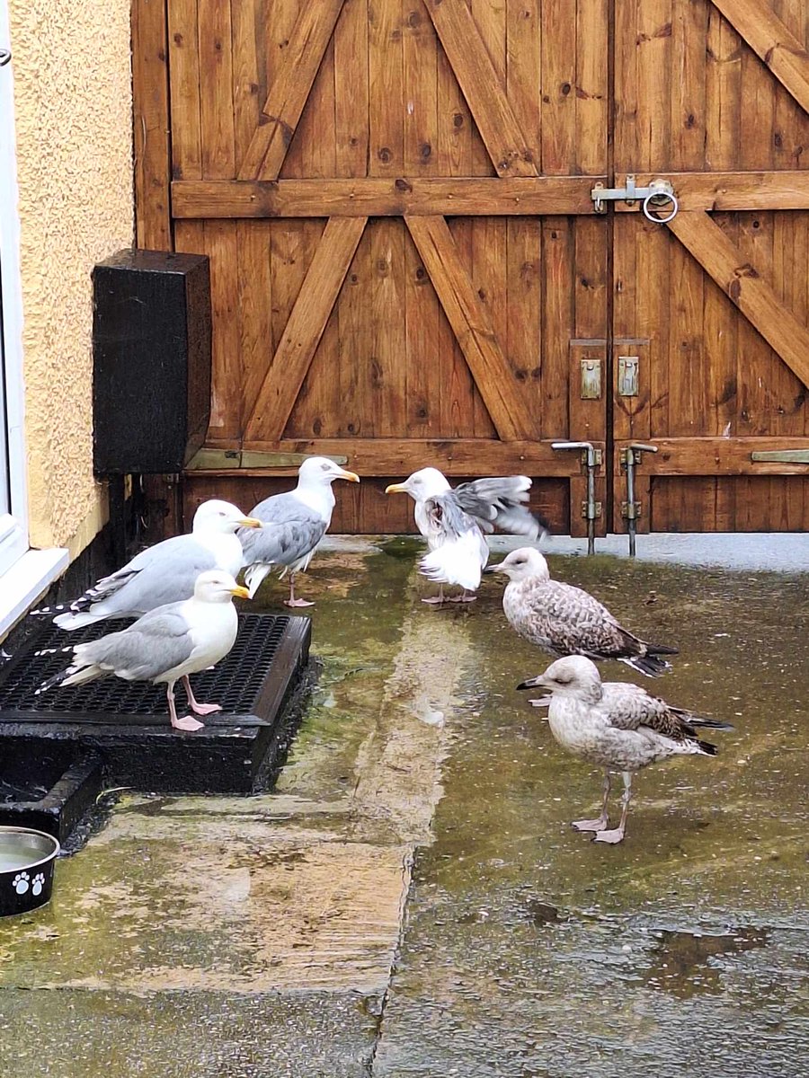Wonder what they are discussing? An escape??? Looks pretty serious! #seagulls #birds #wildlife #jailbreak #northwales #love