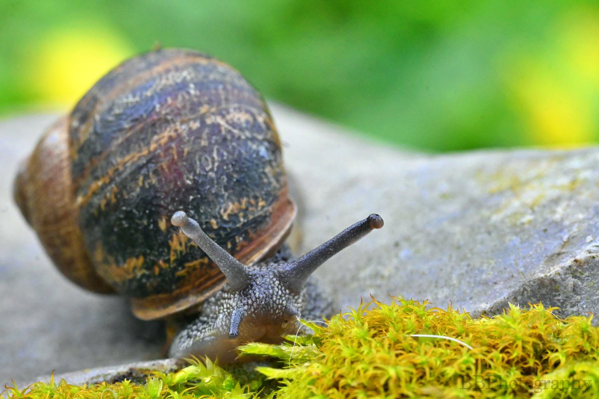 BBPhotography71's tweet photo. Cornu aspersum (aka Segrijnslak)β¦β¦β¦#photography #photographer #nikonphotography #nikon #nikonzfcmirrorless #nikonzfc #nikonzfcphotograpy #nikormc105 #macrophotography #macrolensphotography #snailsofinstagram #gardensnail https://t.co/eYxguSDBiV