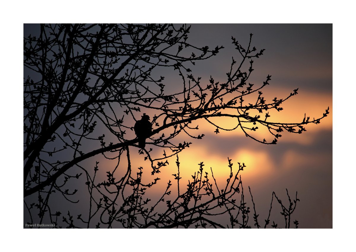 Grzywacze wróciły :-) / Common wood pigeons have returned :-)

(Fotka sprzed kwadransa / Snapshot from 15 minutes ago)

#NatureforSunday #BehindtheWindow #Lublin #birds #sunsets #naturephotography #birdphotography #ThePhotoHour #StormHour