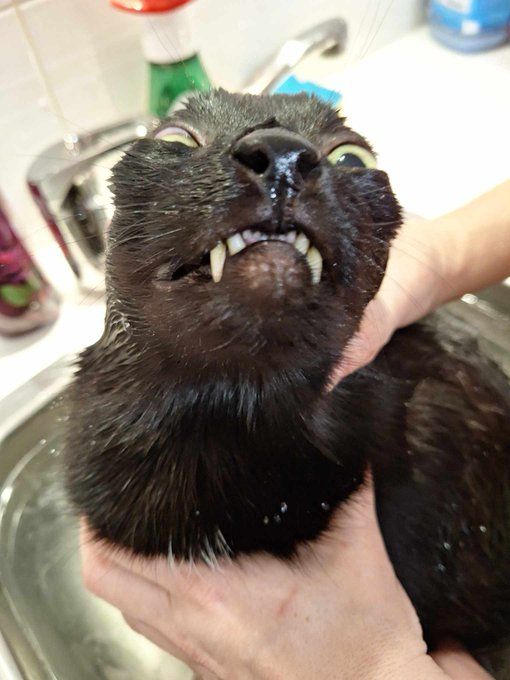 CatsHeld's tweet image. 