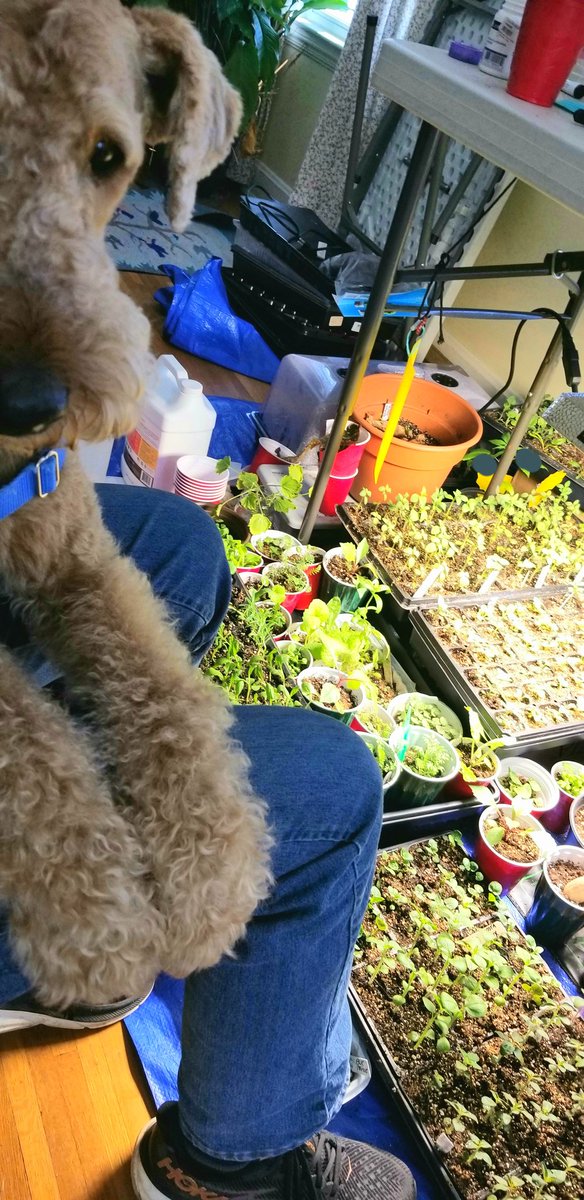 Mom is checking on her seedlings but I decided this would be a good time to climb into her lap for a scratch.