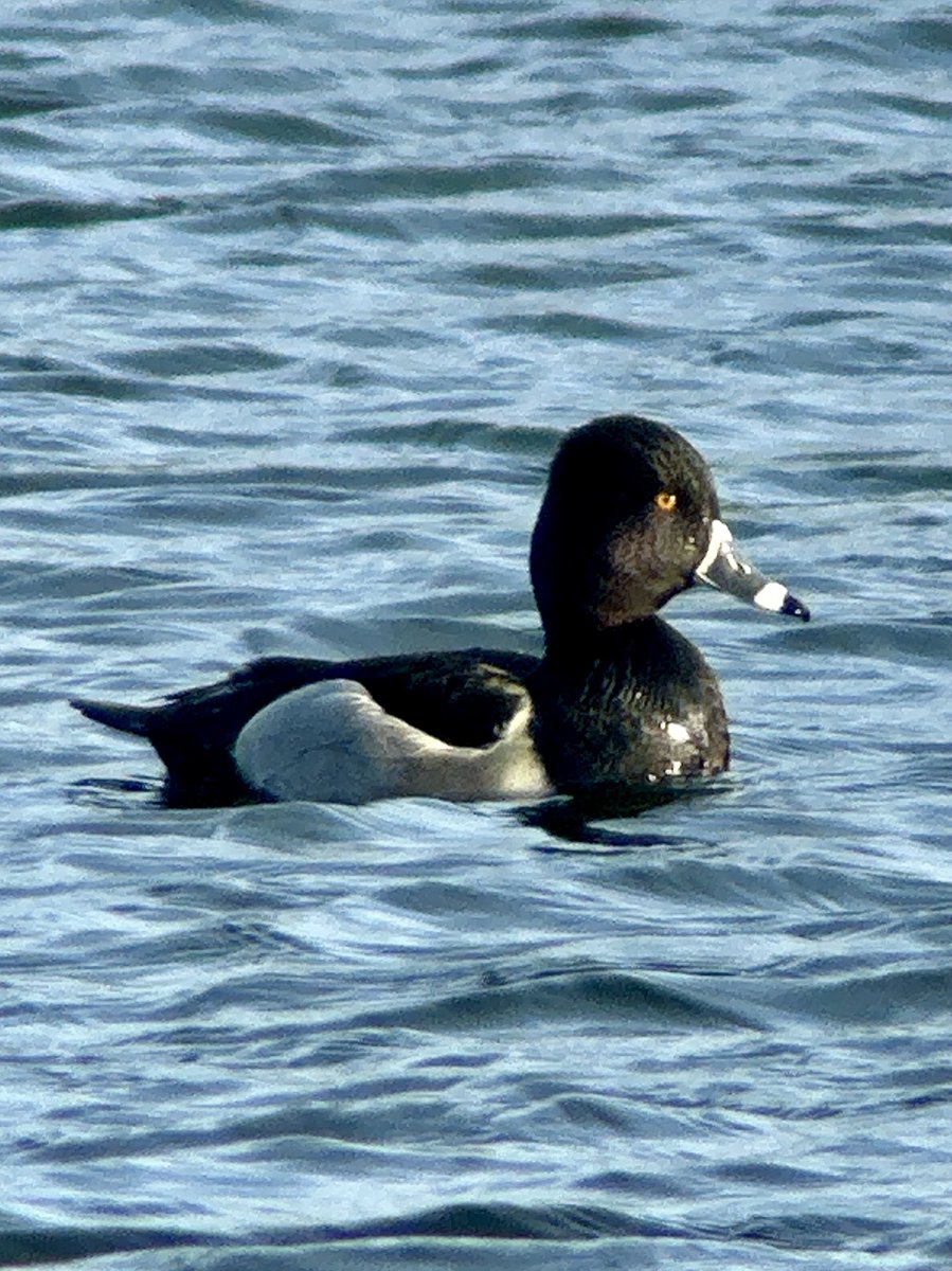 The Torr Ring-necked Duck showing better in the sun this evening! ⁦@bto_somerset1⁩ ⁦@somersetbirds⁩ ⁦@BirdGuides⁩