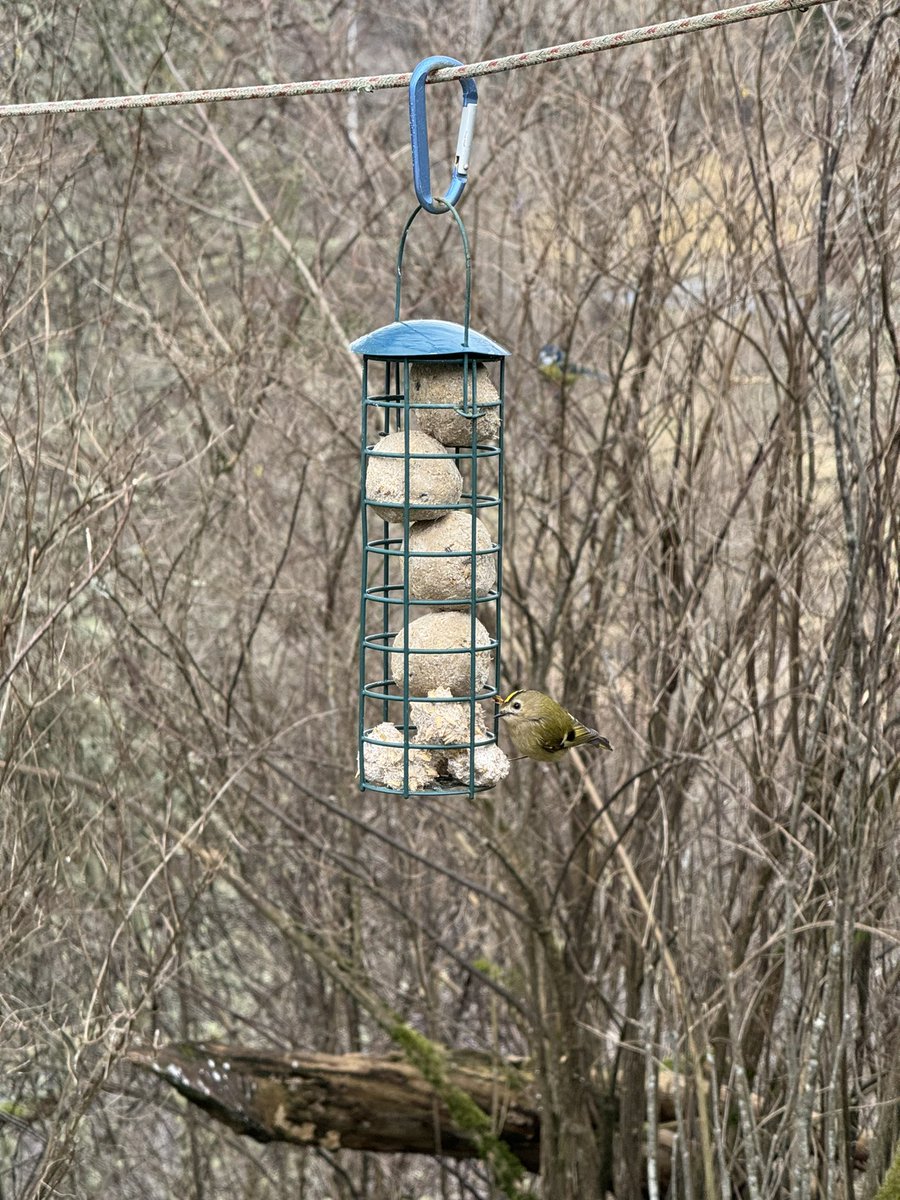 Goldcrest on the feeder! A usual and exciting guest to have on our fatballs. This encounter was one of our wildlife highlights of the week featured on #TheFrogsBollocks podcast… listen on all major platforms and click the link below: spotify.link/ZD5EG4NqeIb