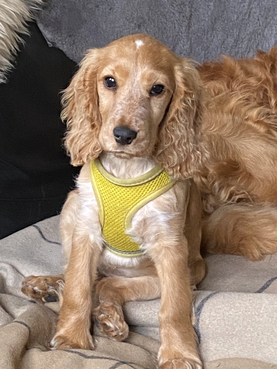 JosephPykett's tweet image. Lilly 3 months