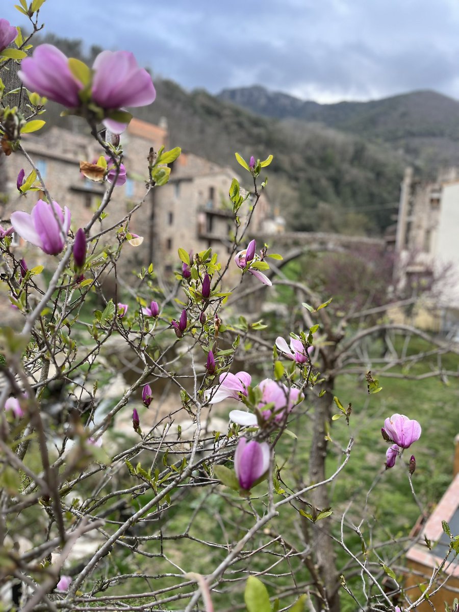 juditplanchart1's tweet image. Esclata la primavera!! #osor #guilleries @alexmegapc @eltempsTV3