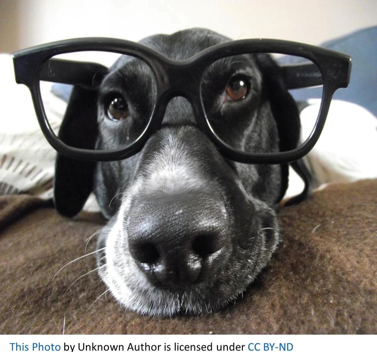 PetProjectTheB1's tweet photo. Looking for something to read? Pet Project is a great read! It’s the awe inspiring story of how Jim Dougherty had an idea to open a pet retail superstore called PetSmart.
Order the book at https://t.co/5HkegEWqD6.
#Entrepreneurship 
#BooksWorthReading https://t.co/CxL6hgdsEW