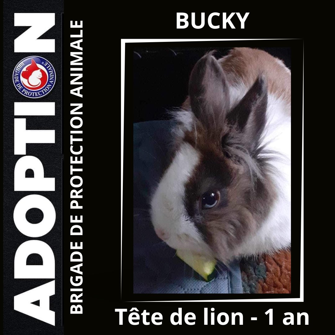 Retrouvez tous nos protégés à l’#adoption❣️
👉 brigadepa.com/les-adoptions

Si l’un d’eux vous fait craquer, remplissez le formulaire👇
docs.google.com/forms/u/0/d/1w…

Ils vous attendent 🤗 🐶 🐱 🐰❣️

#BPA #chien #chat #lapin #protectionanimale #maltraitanceanimale #famille