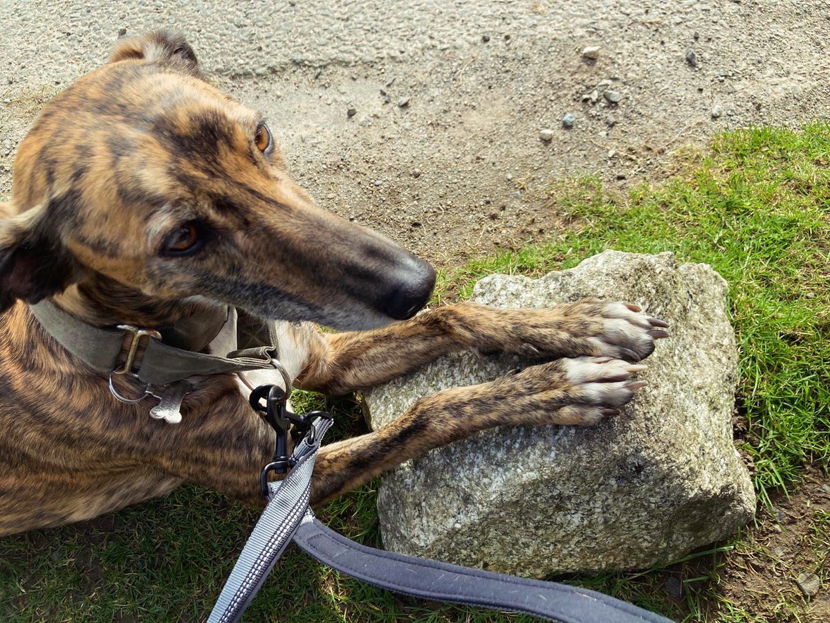 Pepper hopes you’re having a lovely day (full of treats of-course)!