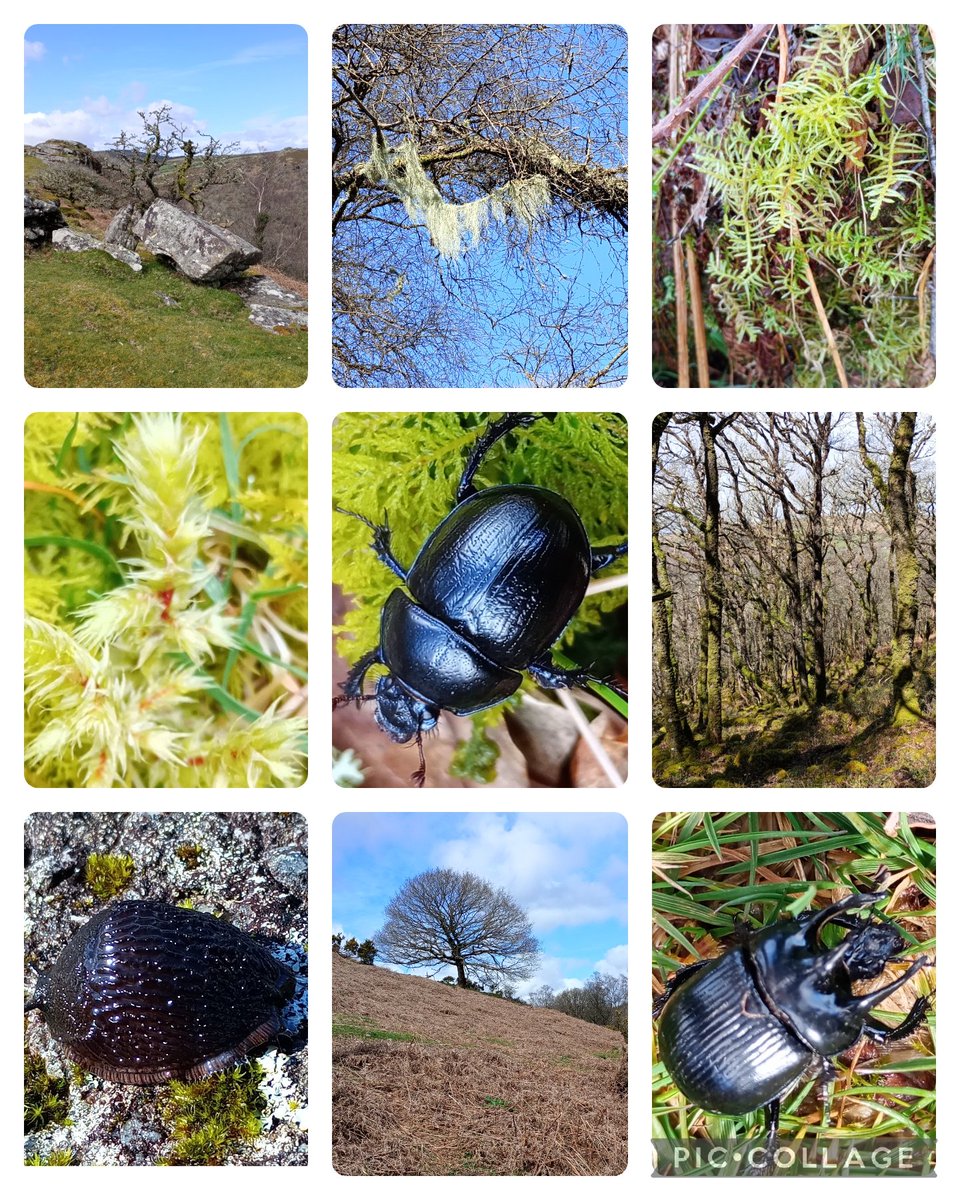 Lovely 'Mossy' walk on Venford Reservoir today with @OurArtAndEnergy @JWentomologist @Naomioutdoors @Botany_Tim Thank you all for an informative walk. The sunshine was a bonus! 

#dartmoor #moss #artandenergy #bryophytes #dorbeetle #minotaurbeetle #blackslug