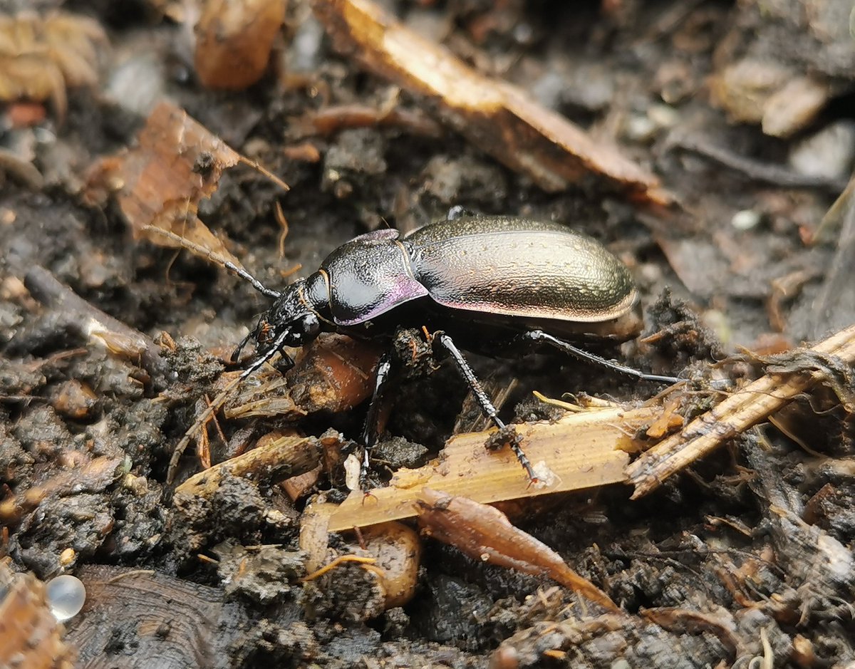 Some recent finds on our Volunteer Work Party days at <a href="/Flag_Fen/">Flag Fen Archaeology Park</a>, Common toad, Slender groundhopper and a Wood ground-beetle 🐸🪲 All nice surprises after a bit of hard graft 😁