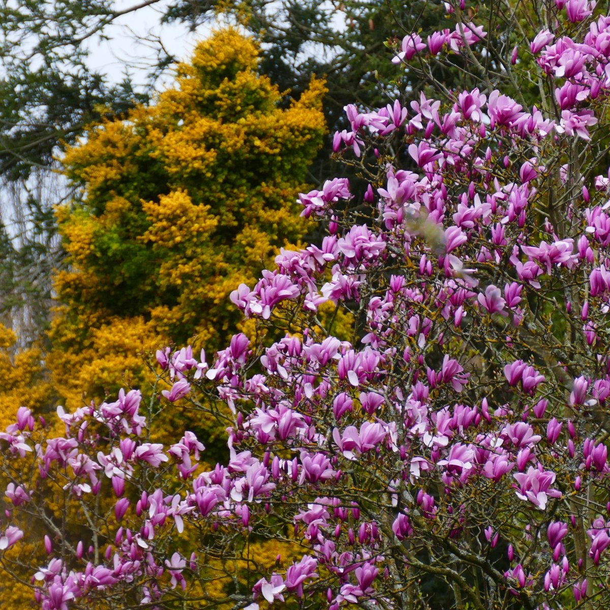 Magnolias are amongst the oldest living flowering plants, evolving long before the buzz of bees filled the air. They evolved to be pollinated primarily by beetles that fed on their pollen. Featured plants: Magnolia kobus, Magnolia 'Galaxy', Magnolia x soulangeana 'Alexandrina'.