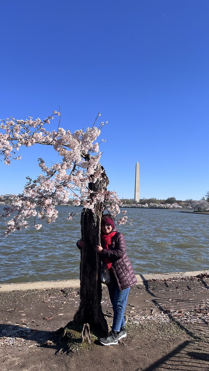 MishraAnita5's tweet image. Bye ‘Stumpy tree’💞🌸3/24/2024 #cherryblossom2024