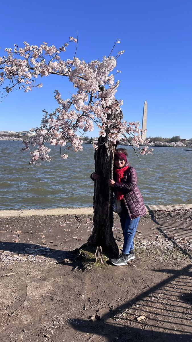 MishraAnita5's tweet image. Bye ‘Stumpy tree’💞🌸3/24/2024 #cherryblossom2024