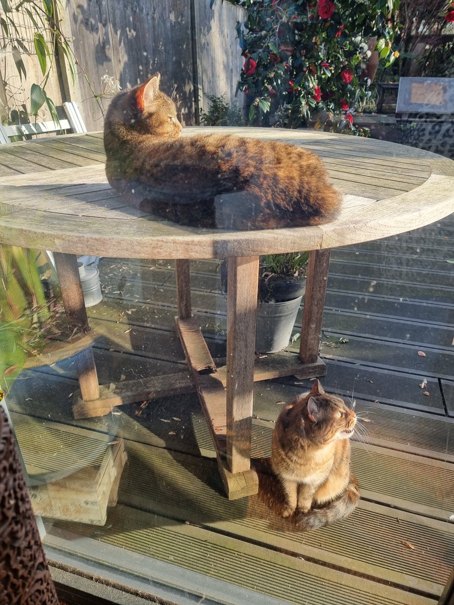 MatthewMarks42's tweet photo. Chirping at the birds. #OperaticCats https://t.co/l593XDyw7t
