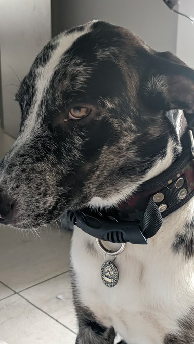 Spam of my new baby. Adopting this puppy to take away his sad look and give him a better life, after<a href="/tag/loser"class="tags"><span>#loser</span></a><a href="/tag/sph"class="tags"><span>#sph</span></a><a href="/tag/fendom"class="tags"><span>#fendom</span></a>