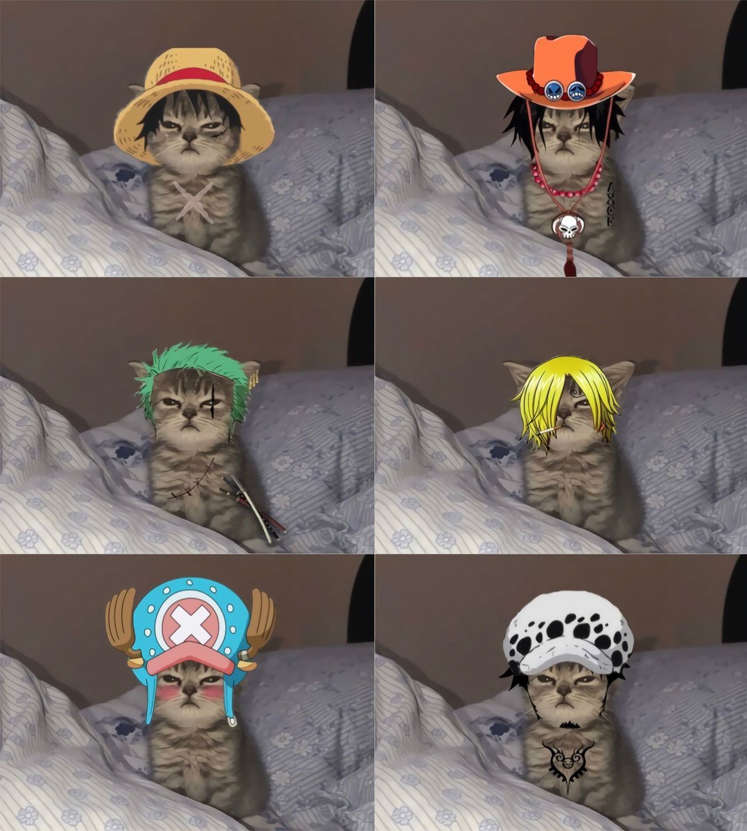 choose your cat