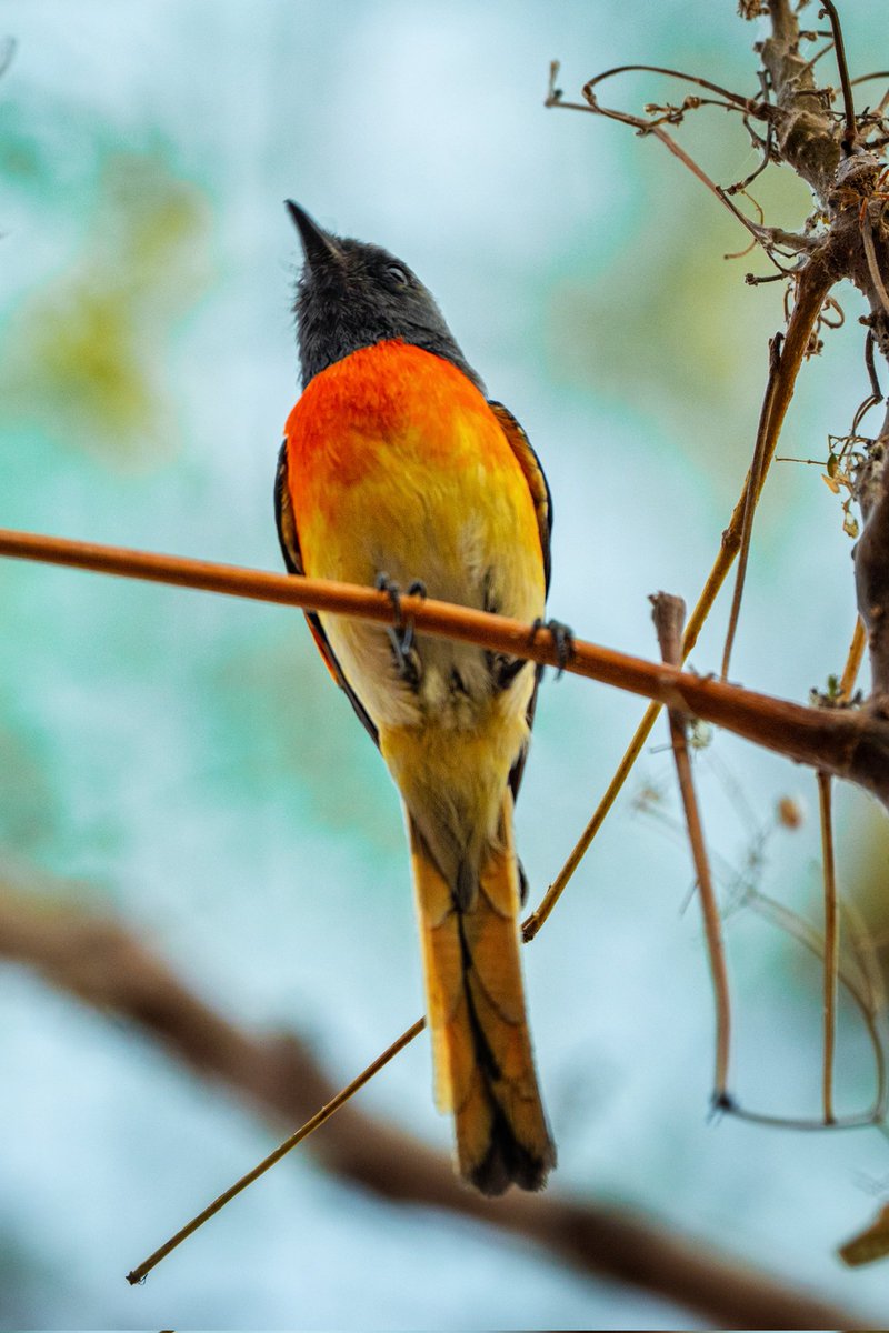 Wishing all birders and photographers a very happy Holi ! Let the colors keep our life vibrant always #HappyHoli #Holi #photography #ThePhotoHour #IndiAves #birdphotography #BirdsofIndia #SonyAlpha #SonyA7iv #BBCWildlifePOTD #twitternaturecommunity #Indore