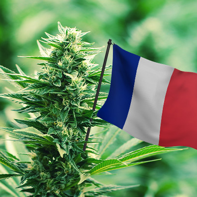 UsualRedAnt's tweet photo. La légalisation du #cannabis a le potentiel de réconcilier des millions de Français avec leur nation, de créer des emplois dans les banlieues et d’accroître la prospérité agricole.

Président @EmmanuelMacron: Avec la #Légalisation2024, ils deviendraient immortels. https://t.co/XcabiuE5FR