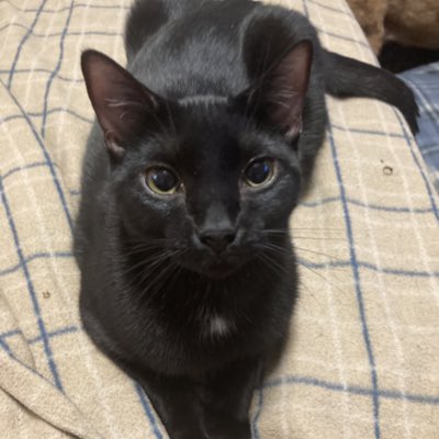 #NewProfilePic Say hello to 8 month old Avocado!!!