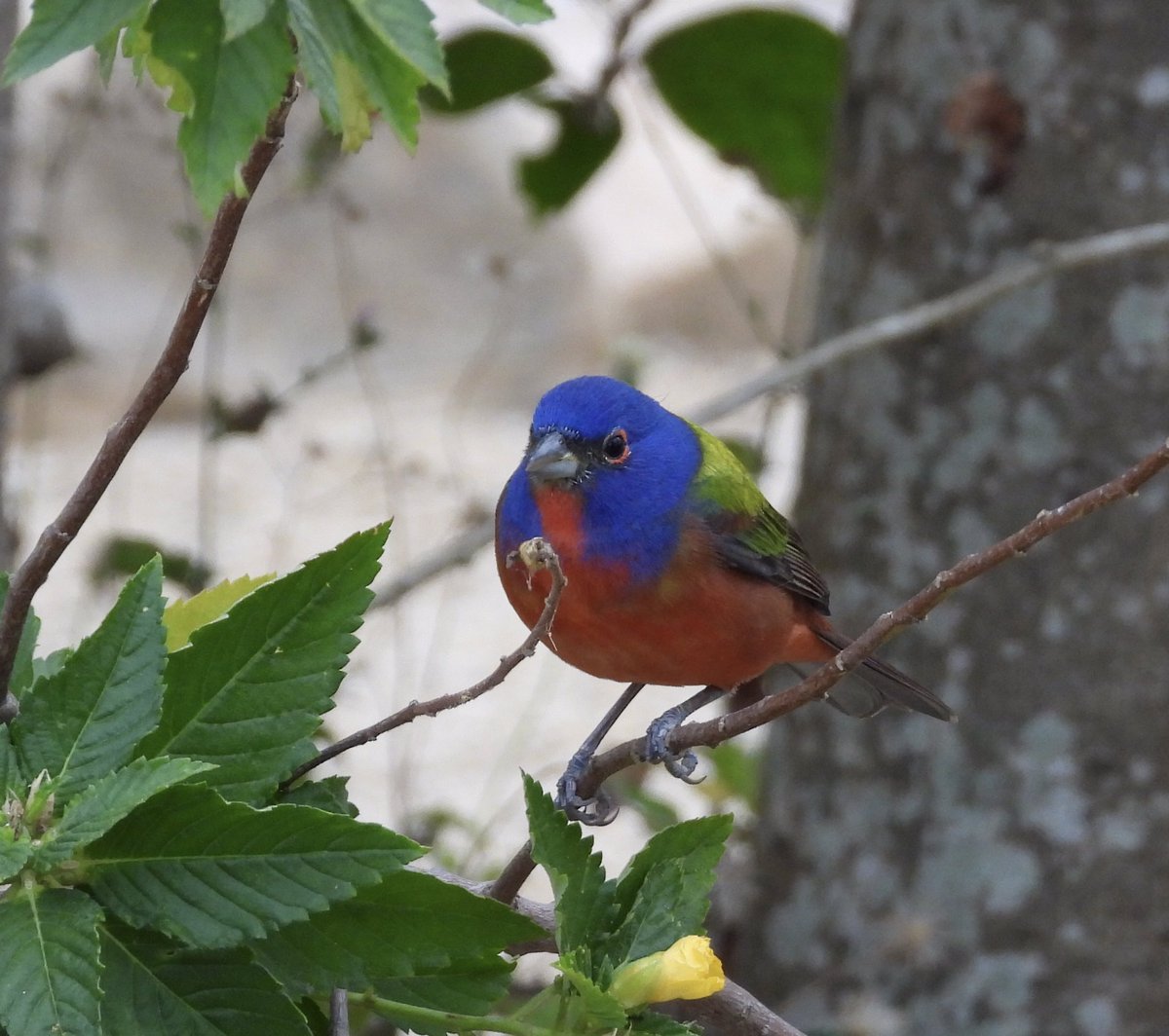 Good morning beautiful people! #Belize #Belizelife #paintedbunting #nikonphotography #BirdsofBelize #outdoorsisfree