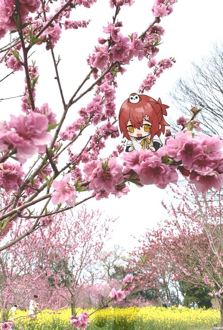 「桜 リボン」のTwitter画像/イラスト(新着)｜4ページ目