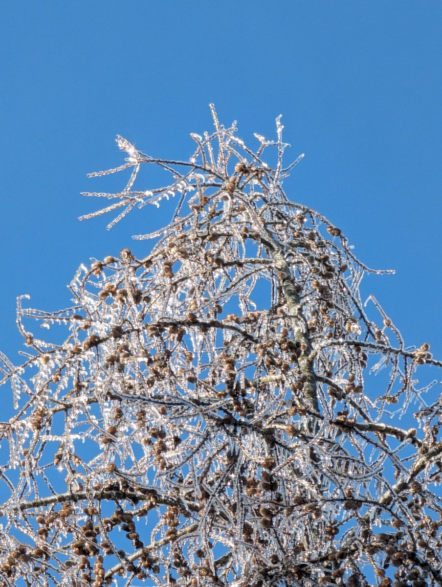 Brookpines's tweet photo. @RodPicott Stay warm. Our ice in Rochester NH https://t.co/Nb3VetFX7L