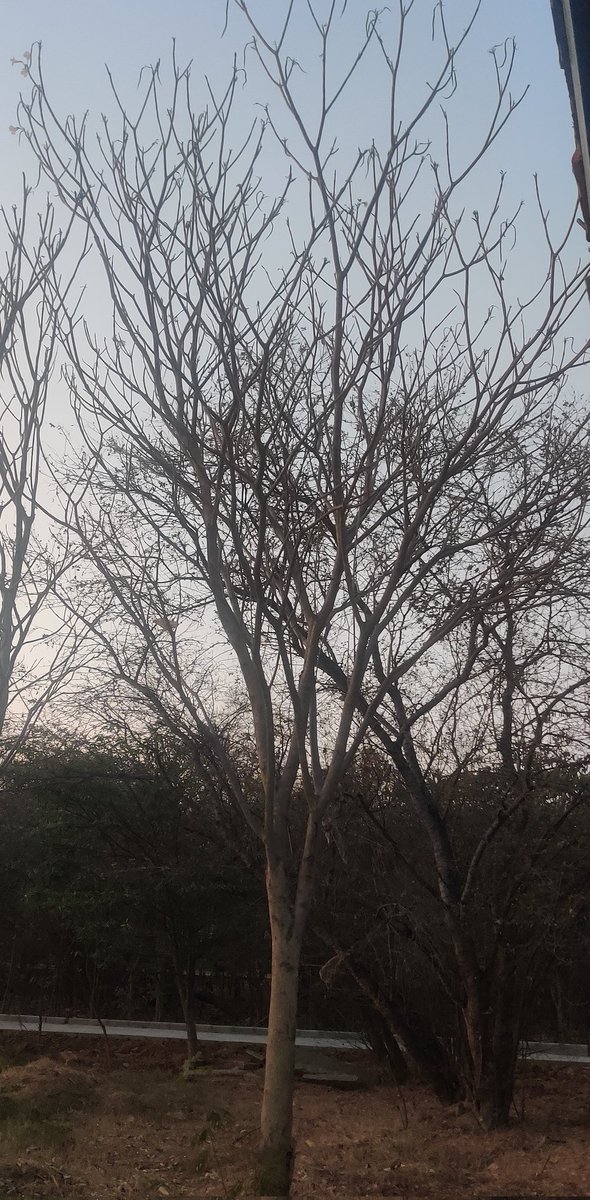 Sheetal Singh tweet media