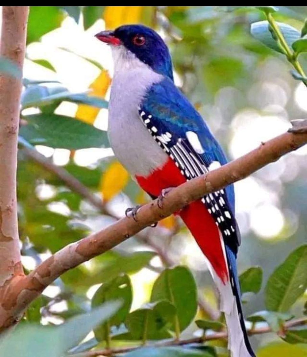 #SomosCubaViva El Tocororo, considero como el ave más bella del país, fue seleccionado para identificar a la nación, porque en su vistoso plumaje predominan los colores rojo, azul y blanco, como los de la Bandera Cubana, de ahí que sea, el Ave Nacional.
#SomosContinuidad