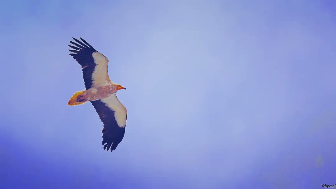 Egyptian Vulture | Neophron percnopterus | KÜÇÜK AKBABA

instagram.com/p/C4zxXjHs5Xr/…

#egyptianvulture #alimoche #pajareo #scavenger #16x9_birds #ThePhotoHour #PintoFotografia #hayvanmanzaraları #animalscape #roofvogels #ragadozó #rapaci #rovfågel #greifvogel #rapaces