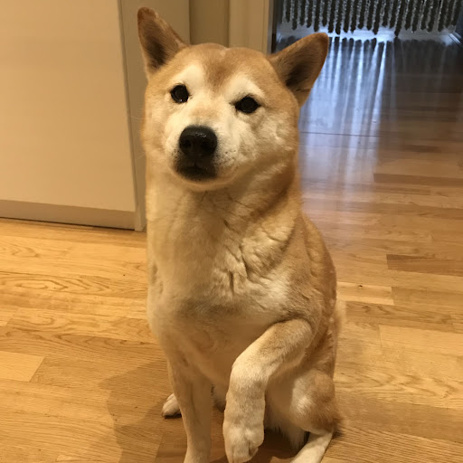 BigShark_SOL's tweet photo. Paws out for @PayPaw_Cards 

Shilling it for days and wont stop for weeks.

Me and my $SHIB are bulllish af.

Stop buying your racistic nor antisemitic shitcoin and invest in real utility. $PAW https://t.co/PsgvupbE9X
