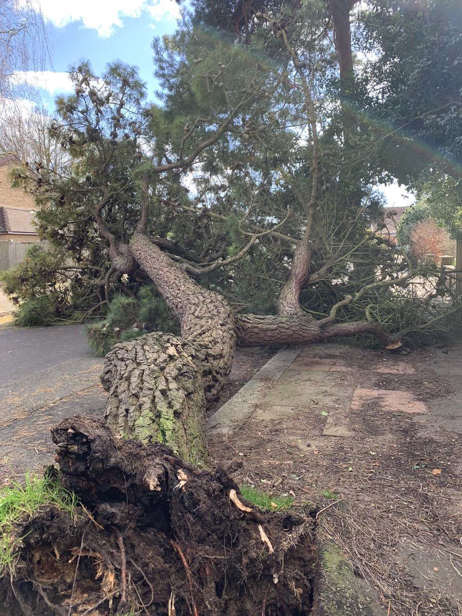 DumiganDavid's tweet photo. Tree down in Shirley Drive - road closed. https://t.co/qrdEMSUvWL