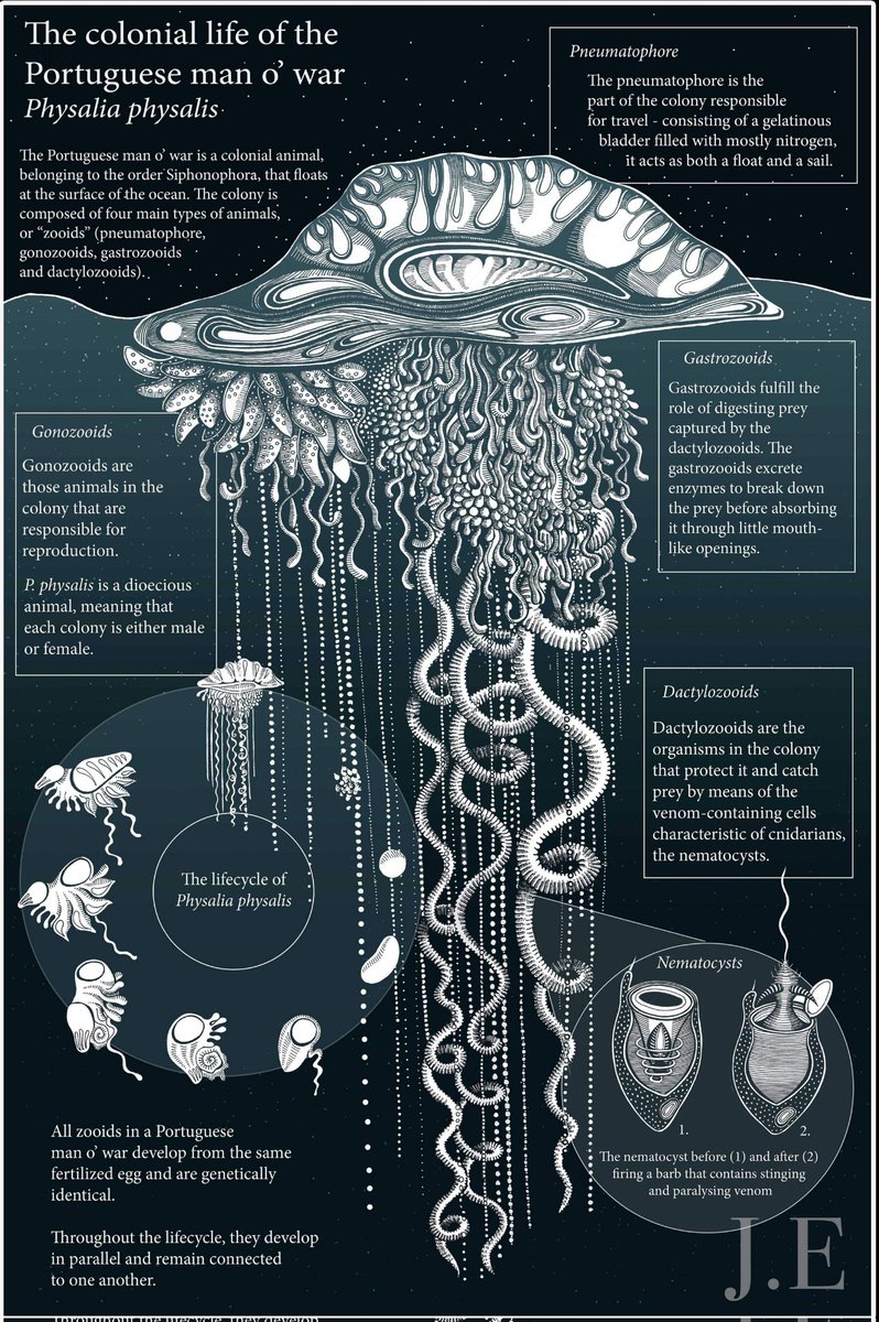 Throwback #Infographic of the colonial life of the #portuguesemanowar/ #physaliaphysalis. Composed of four main types of zooids, its an interesting example of an atypical life story involving colonial organisms. . etsy.com/shop/Roughforr… . #sciart #scicomm #jellyfish #haeckel