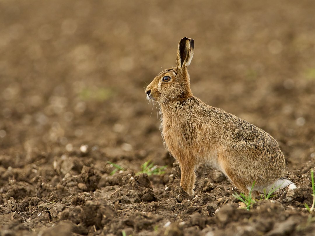 I warned you, hare spam! A gorgeous hare from last week's amazing encounter with multiple hares, still buzzing.
#olympus #om1 #mzuiko300mmf4 #mirrorless #photography #wildlifephotographer #hare #madmarchhare