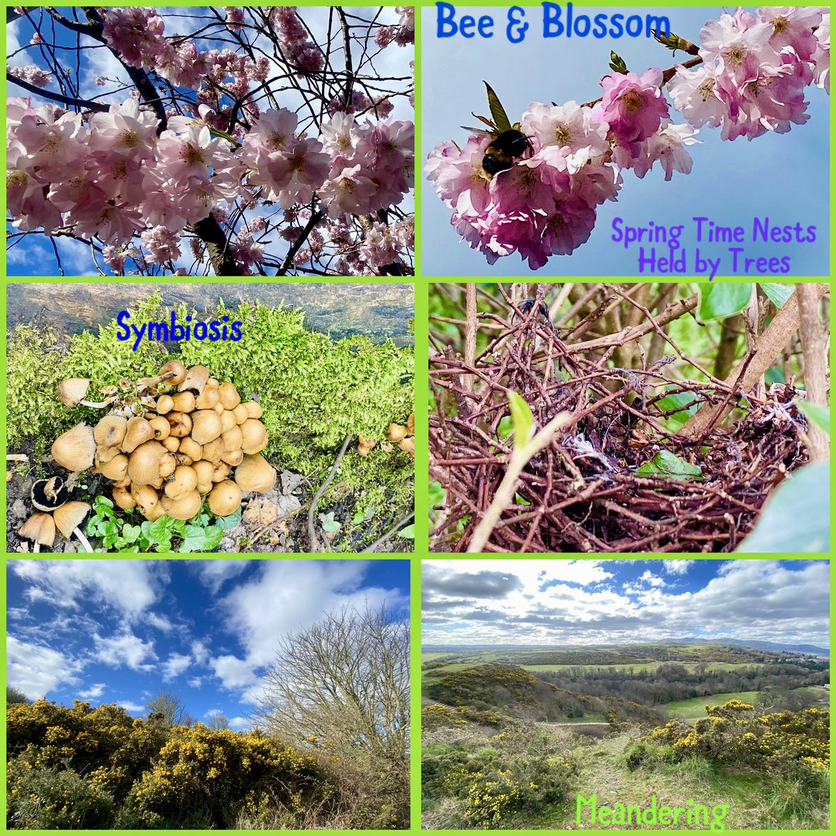 JudeMckerrecher's tweet photo. So many #tinymomentsofjoy🫶in being outside, the wonder of nature in Spring, &amp; a beautiful, inspiring  empowerment blessing day at KMC Edinburgh🙏My mum loved all seasons, especially the new life of Spring &amp; flowers awakening in her garden🌸#Weekendwonder #Weekendwanders✨🦚🩵 https://t.co/KneGp15Pbe