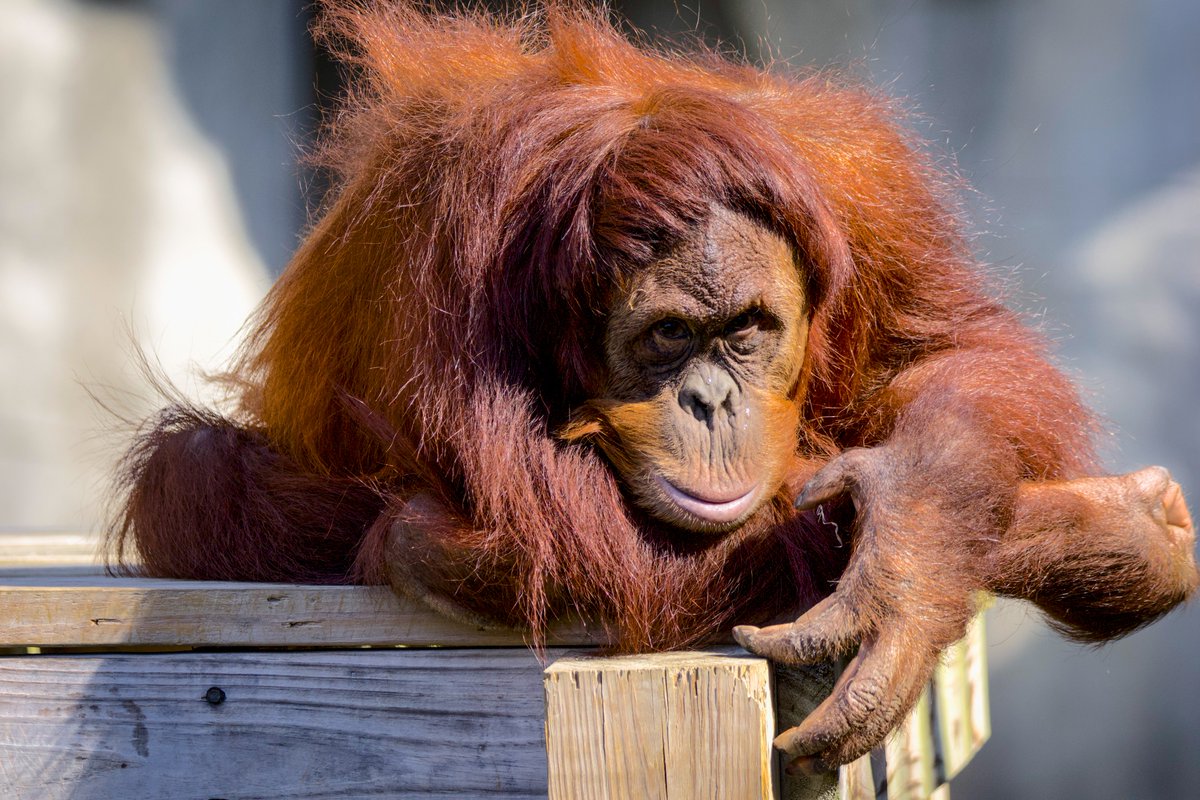 Rowan celebrated his eighth birthday this past week. Time flies when you're having fun! #memphiszoo #zoo #rowan #orangutan #primate