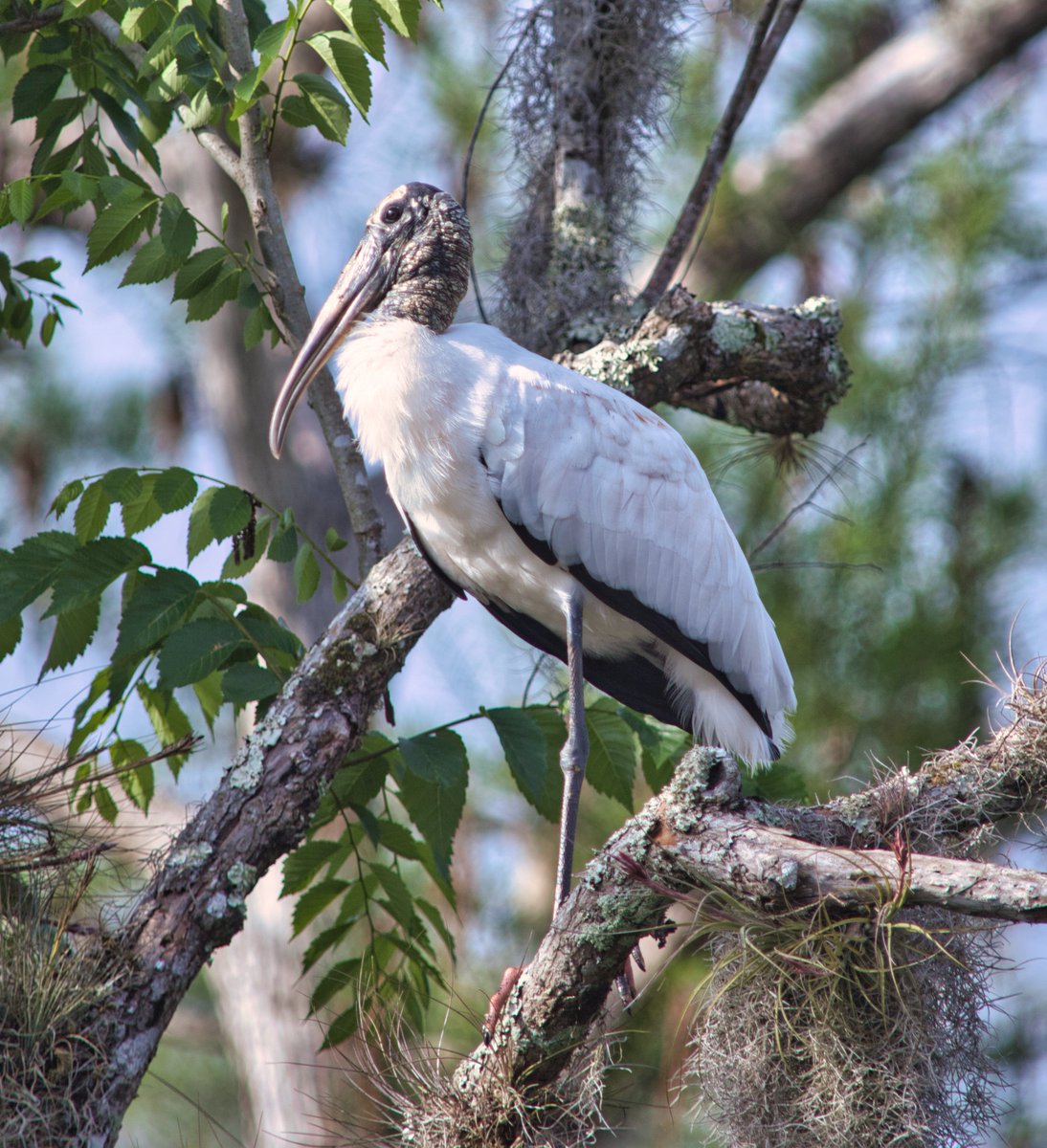 Antonio Paris (@antonioparis) on Twitter photo I was able to take a photo of a rare Wood Stork at Hontoon Island. These birds have suffered from the destruction and degradation of our state’s wetlands. Today, the Wood Stork is classified as “Threatened” by the State of Florida and the federal government. I was able to take a photo of a rare Wood Stork at Hontoon Island. These birds have suffered from the destruction and degradation of our state’s wetlands. Today, the Wood Stork is classified as “Threatened” by the State of Florida and the federal government.