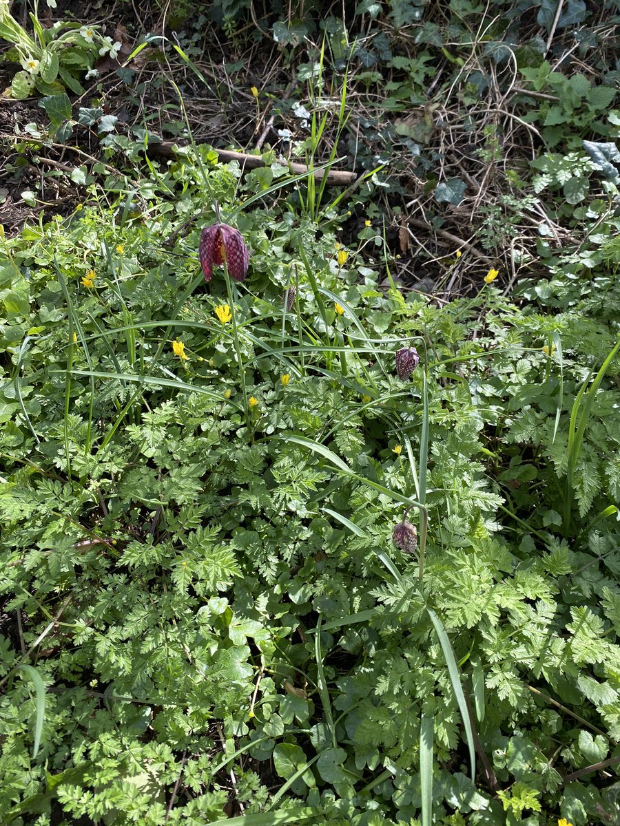 CSGGA's tweet image. Lovely sunny morning planting snowdrops, primroses and foxgloves at Pheasant Hill. Thanks to those who turned out to help and @CStGilesPC for funding. Also got closer look at fritillaries and daffs planted in the Autumn. Sadly other bulbs under water by the river.