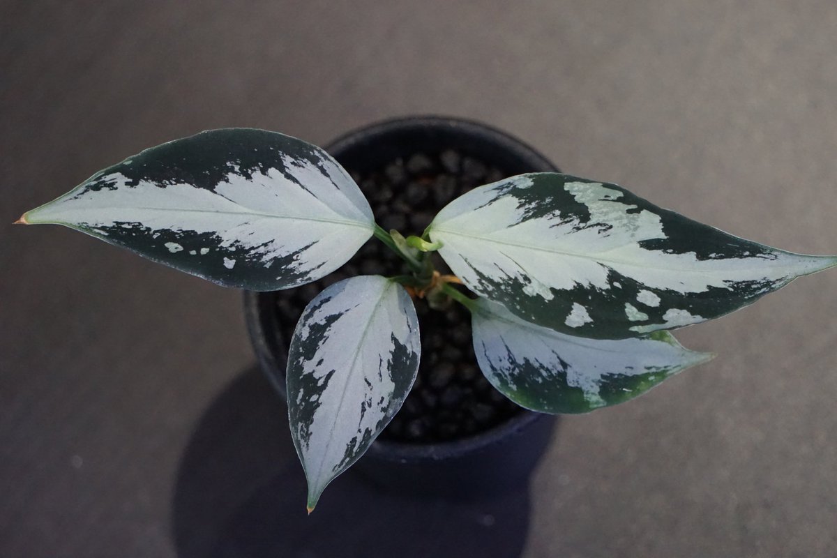 with plants tweet media