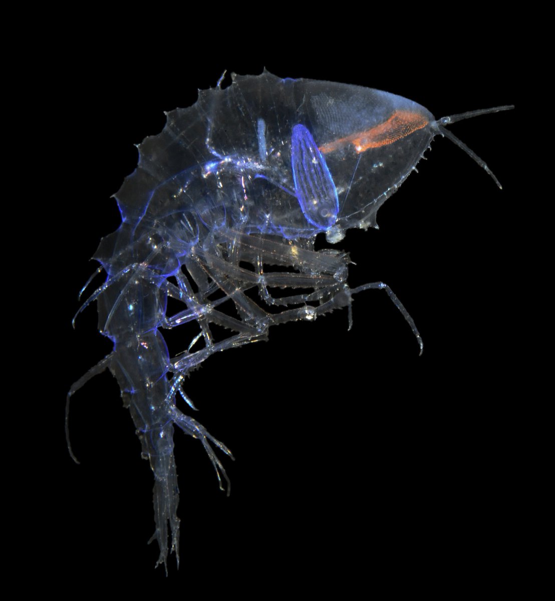 This is Cystisoma, the largest of the hyperiid amphipods and as big as my hand. It’s extremely transparent and the whole “head” is just two enormous eyes. Unlike most hyperiids, it’s not parasitic, but lives alone. They have a coating of bacteria that make them less reflective.