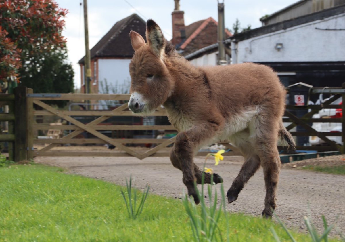 Sunny Sundays are perfect for zoomies and it’s not just George who agrees 💕 even more zoomies over on @caenhillcc #caenhillcc #georgethedonkey #zoomies #sundayfunday #sundayvibes #babydonkey